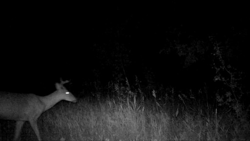 Big Game Eyecon QuickShot Infrared Trail / Game Camera 5MP - image 8 from the video